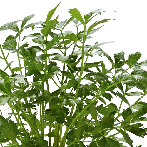 Parsley gigante napoli flat - napoli,