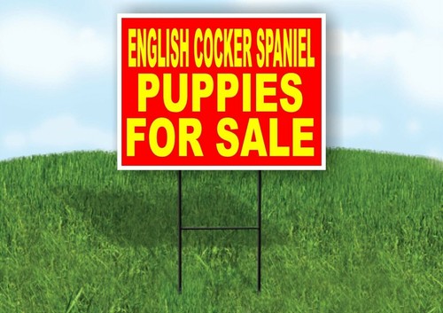 English cocker spaniel puppies - cocker,