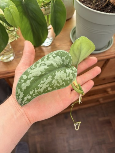 Satin pothos house plant - satin,