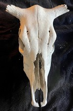 Naturally Weathered Cow Skull