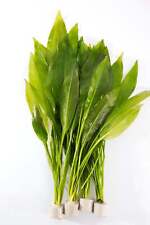 Amazon Sword - 1 - 100 Plants
