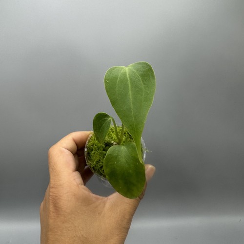 Anthurium delta force rare - delta,