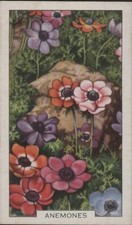 (F116-26) 1920 Great Britain