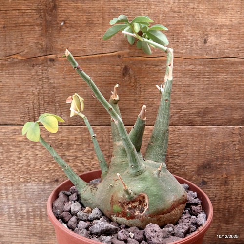 D7744 adenia spinosa - d7744,