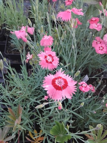 Dianthus pink hardy garden - dianthus,