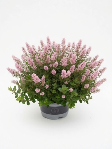 Pink flowering hebe shrub 2l - hebe,