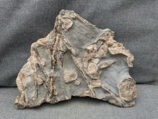 Rare Fossil Ichthyosaur Paddle