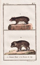 guinea pig guinea pig