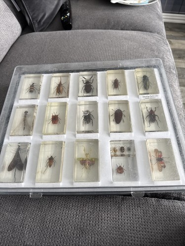 Real life bugs fair condition - life,