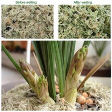 12l garden sphagnum - 6/12l,