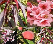 1X 3-4FT MINI DWARF PATIO PURPLE LEAF PEACH 'RUBIRA' FRUIT TREE - UK HARDY 5L