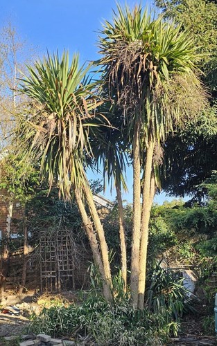 Palm trees - palm,