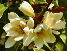 Magnolia Fairy Cream 4L