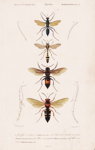 Vespa cineta wasps wasps
