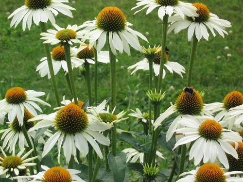 Echinacea coneflower white - echinacea,