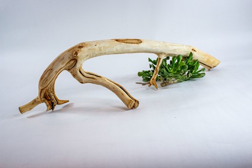 Manzanita aquarium driftwood - manzanita,