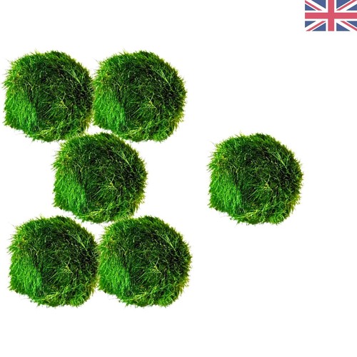 Set marimo moss - 6,