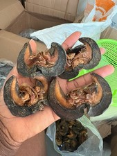 Delicious Dried Bush Snails