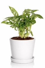Monstera Deliciosa Swiss