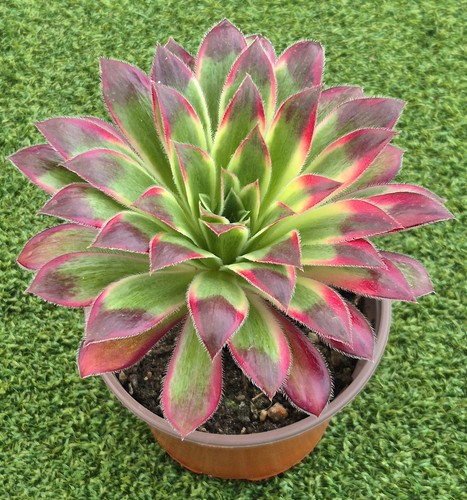 Aeonium firecracker variegata - firecracker, 'variegata