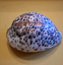 Vintage Large Unpollished Leopard Tiger Cowrie Shell Beach Hut, Barhroom Decor