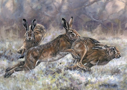 Brown hare christmas cards - hare,