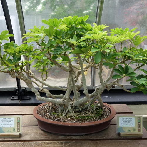 Dwarf umbrella tree plant - dwarf,