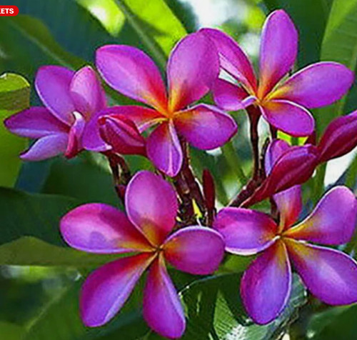 Germinated plumeria seed - x,