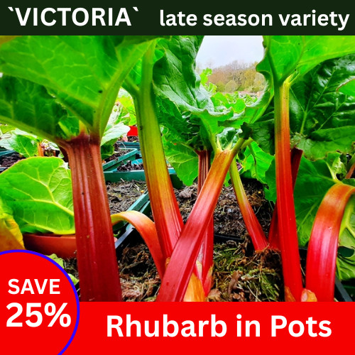 Rhubarb plant ready crowns - rhubarb,