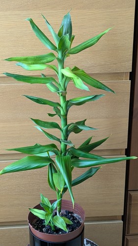 Lucky bamboo potted indoor - potted,
