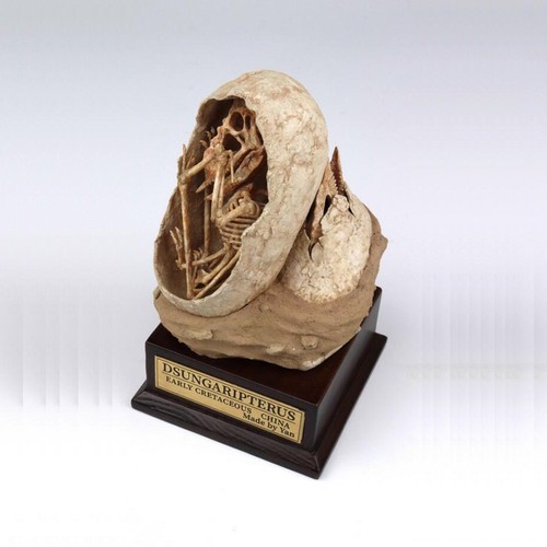 Dsungaripterus embryo dinosaur - dsungaripterus,