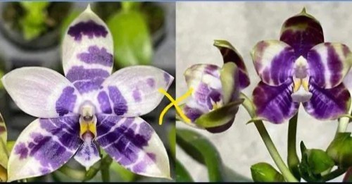 Phalaenopsis blue magpie x - magpie,