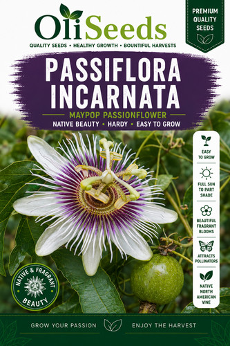Passiflora incarnata purple - passiflora,
