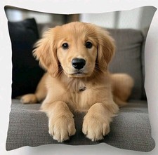 Golden retriever dog - x,