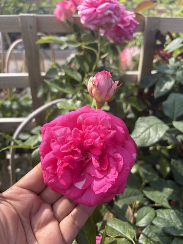 Pink eden climbing rose 2 - eden,