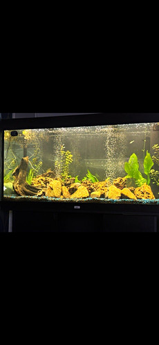 Juwel 240 fish tank - , with