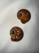 Pair Of Ramshorn Snail Shells