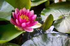 Nymphaea "James Brydon"
