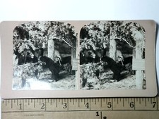 Taxidermy Bear Fight Fight