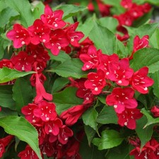 Weigela Courtared Outdoor Garden Ready Plants Hardy Flowering Shrub Plant in Pot