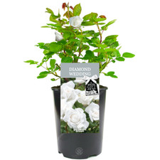 Diamond Wedding Rose - 60th Wedding Anniversary Gift - Live Rose Bush Plant