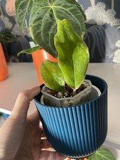 Hoya UT 33  Very Rare Rooted