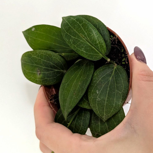 Hoya fitchii houseplant - fitchii,