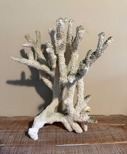 Dry coral real saltwater - coral,