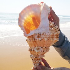Conch shells gift home - conch,