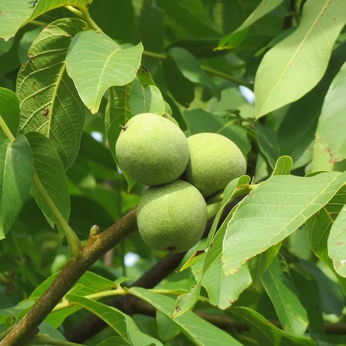 Walnut trees juglans regia - trees,
