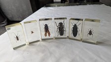 National Geographic Real Life Bugs In Resin x 6 insects #30