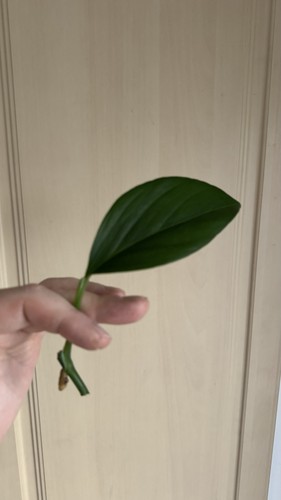 Monstera dissecta rare - monstera, plant