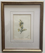 Antique Signed 1912 Botanical