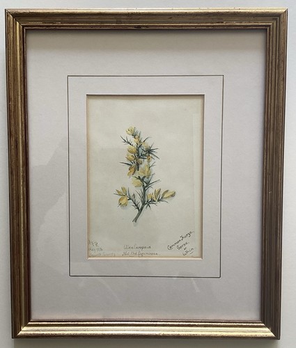 Antique signed 1912 botanical - antique,